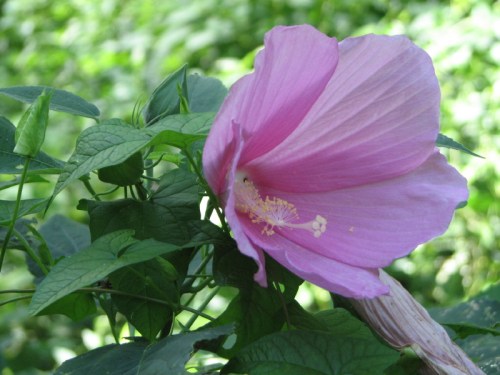Pink hibiscus?.7/2010