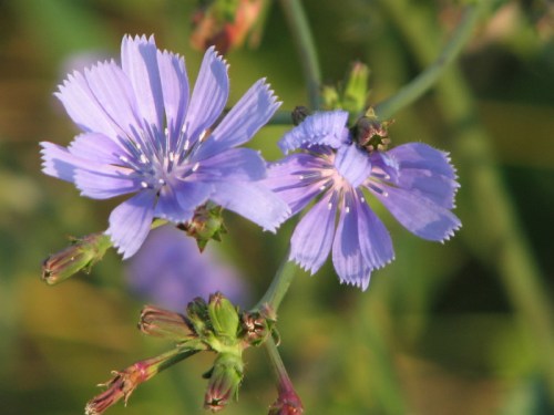 Chicory, 7/2010