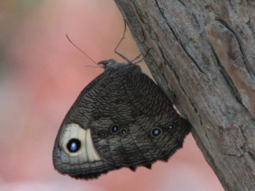 Large Wood Nymph, 7/2010