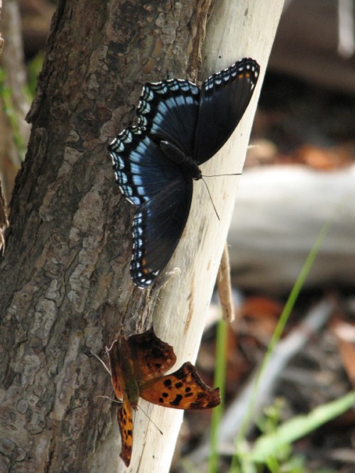 Butterflies and willow sap, 8/2010
