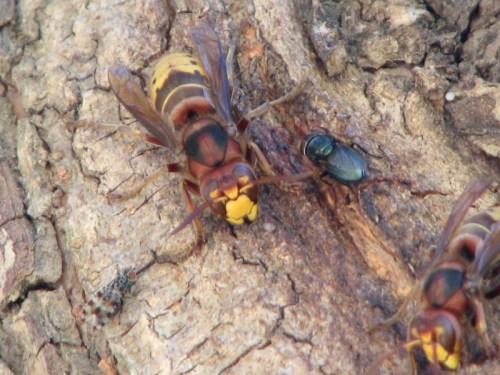 hornets and flies on willow bark, 9/2010