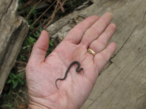 baby snake, 9/2010