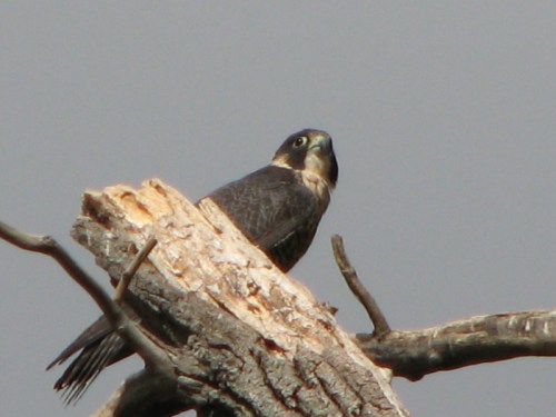 Peregrine Falcon, 10/2010