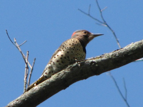 Northern Flicker, 10/2010