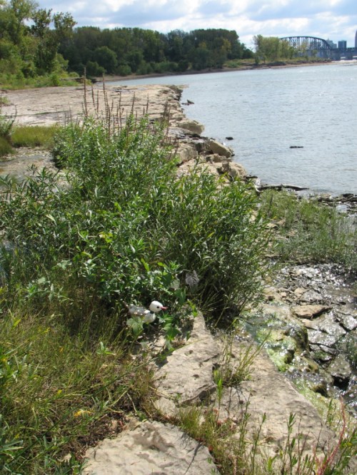 Falls landscape with Water Chick, 10/2010