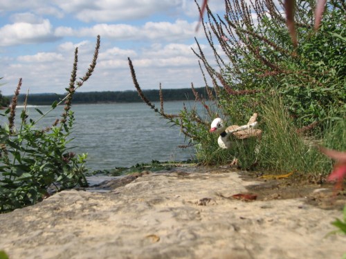 Water Chick at the Falls of the Ohio, 10/2010