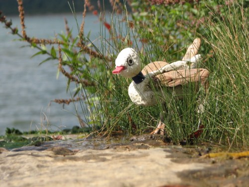 Water Chick, 10/2010