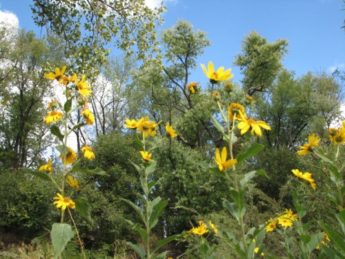 Yellow flowers at the Falls, 10/2010
