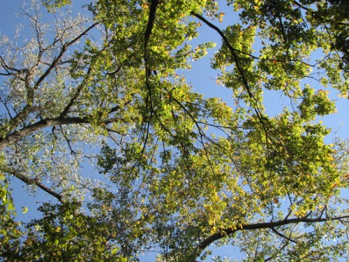 tree canopy, Falls of the Ohio, 10/2010