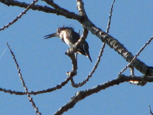 Belted Kingfisher, 10.2010