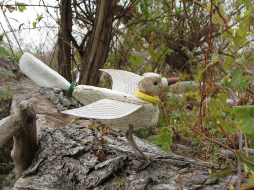 Thick-billed Thrasher, 11/2010