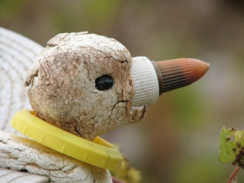 head of Thick-billed Thrasher, 11/2010