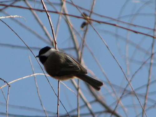 Carolina Chickadee, 11/2010