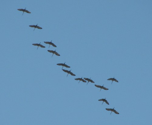 Migrating Sandhill Cranes, 11/2010