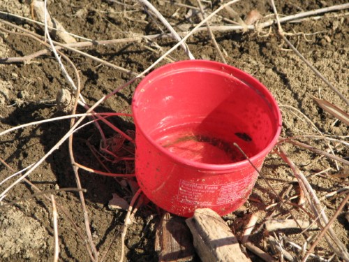 red plastic tub, 2/2011