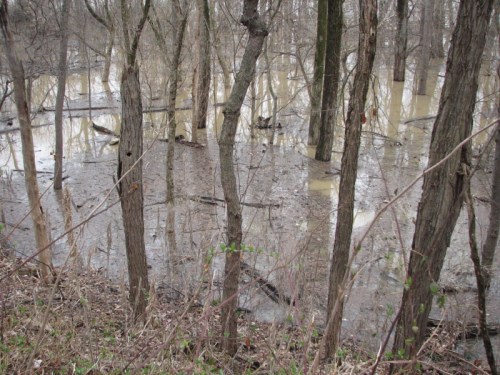 river bottomland, 3/2011