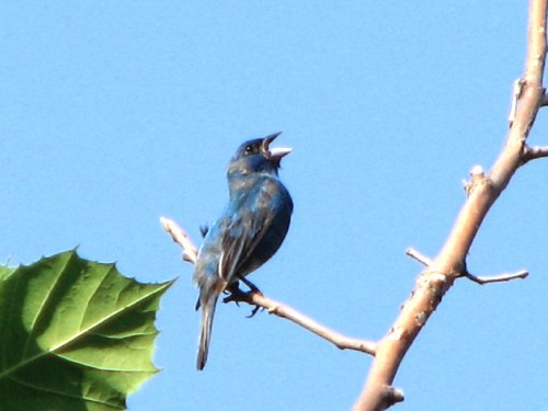 indigo bunting singing, 7/2011