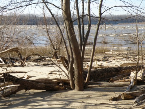 Falls of the Ohio landscape, late Dec. 2011
