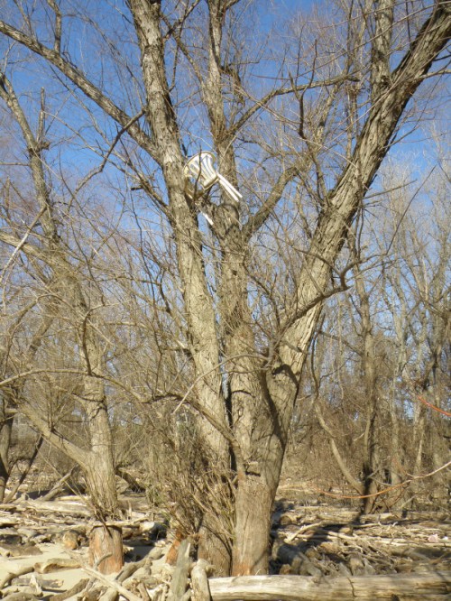 plastic chair in a tree, Dec. 2011