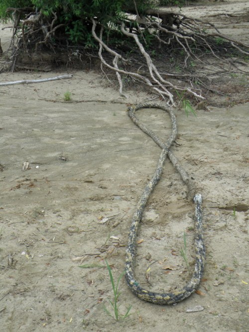 roots and rope, June 2012