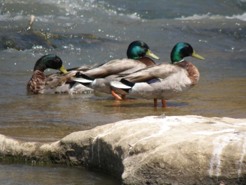 trio of Mallard drakes, June 2012