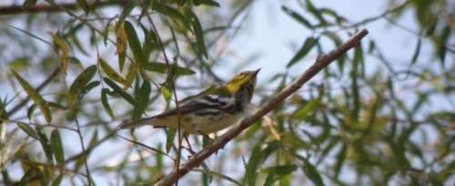 Black-throated Green Warbler, Falls of the Ohio, late Sept. 2012