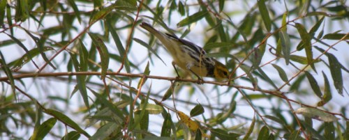Black-throated Green Warbler, Falls of the Ohio, late Sept. 2012