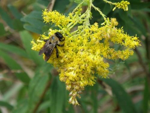 Bumblebee on goldenrod, Falls of the Ohio, Oct. 2012