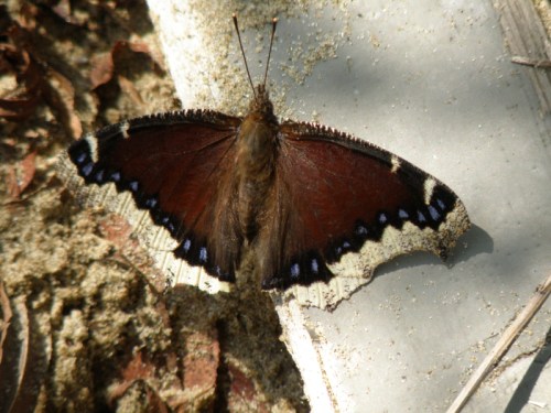 Mourning Cloak butterfly, Falls of the Ohio, Oct. 2012