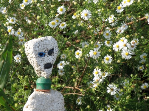 alien and composite weed species in bloom, Oct. 2012