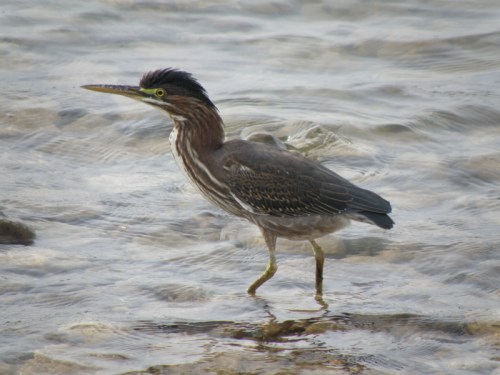 Green-backed Heron, juvenile, Falls of the Ohio, Oct. 2012