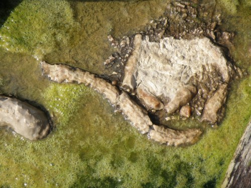 Devonian fossil corals in contemporary algae, Falls of the Ohio, Oct. 2012