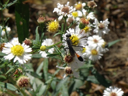 flying exoskeleton animal on composite weed species, Oct. 2012