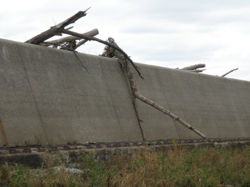 uprooted trees at the top of the flood wall, Oct. 2012