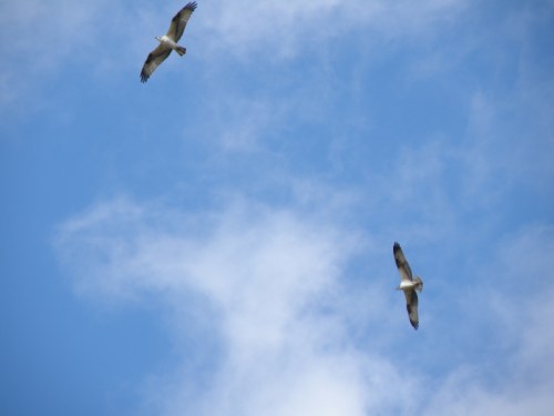 Osprey pair, Falls of the Ohio, late October 2012