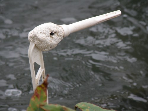 Head of Lattice-necked Ibis, Falls of the Ohio, late Oct. 2012