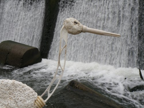 Lattice-necked Ibis at the Falls of the Ohio, Oct. 2012