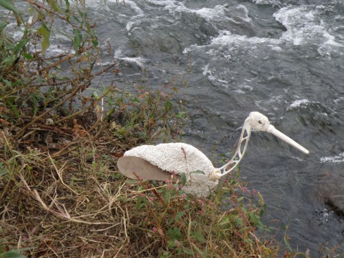 Lattice-necked Ibis, Falls of the Ohio, October 2012