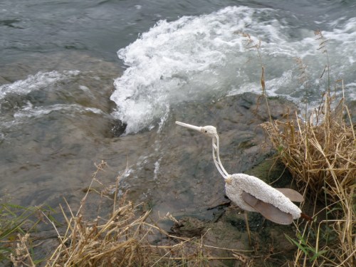 Lattice-necked Ibis by small whirlpool, Falls of the Ohio, Oct. 2012