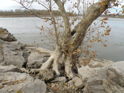 Sycamore tree, roots and rocks, Nov. 2012