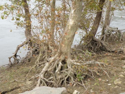 uprooting trees at the Falls of the Ohio, Nov. 2012