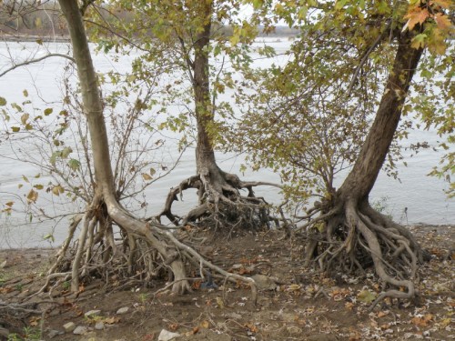 uprooted tree trio at the Falls of the Ohio, Nov. 2012