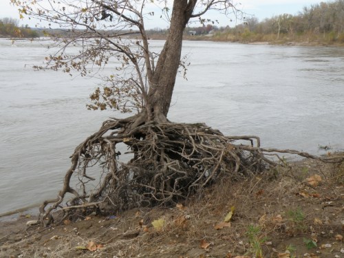 Tree with exposed roots, Falls of the Ohio, Nov. 2012