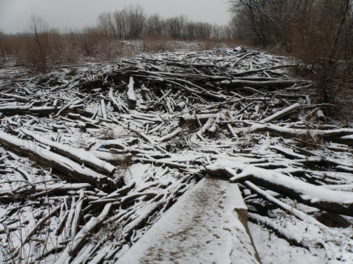 snow covered driftwood, Dec.29, 2012
