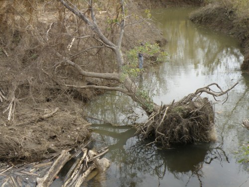 Tree that recently fell off of the riverbank, Falls of the Ohio, Nov. 2012