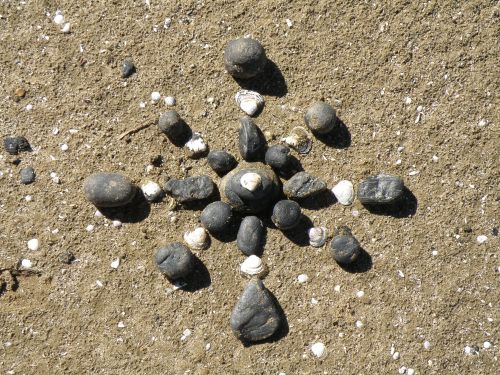 coal flake made from coal and small clam shells, Falls of the Ohio, 2012