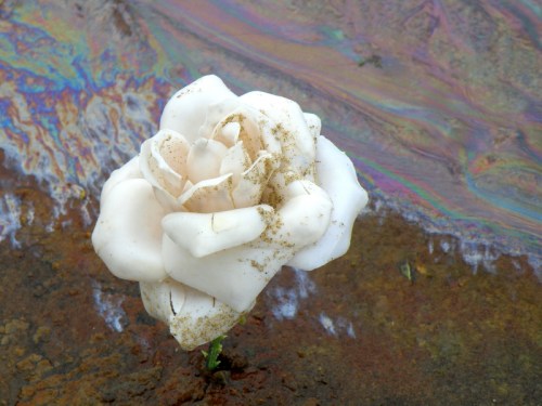 The Chemical Rose, Falls of the Ohio, 2012