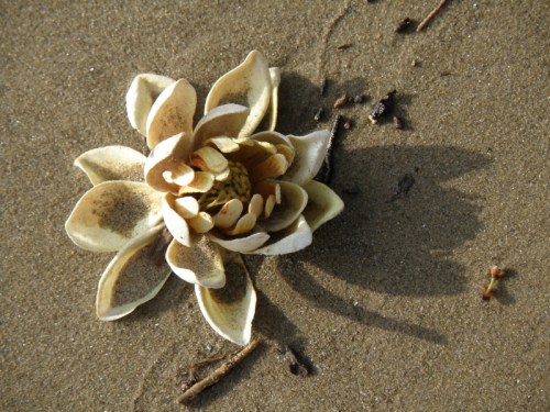 The Sand Lotus, 2012