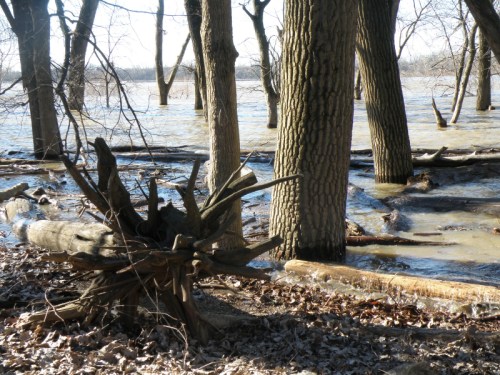 high water at the Falls of the Ohio, Jan. 2013
