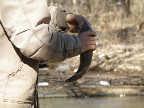 hooked Sauger, Jan. 2013
